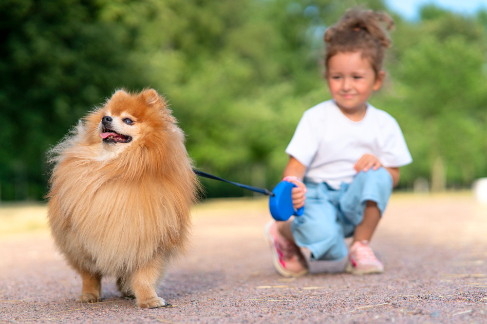 pretty-little-girl-kid-is-walking-with-her-cute-small-friend-pomeranian-spitz-puppy-beautiful-child-holding-dog-leash-sunny-summer-day-park-children-love-animals-friendship-concept