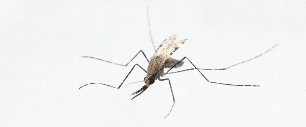malaricni komarac