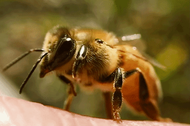 pčeela