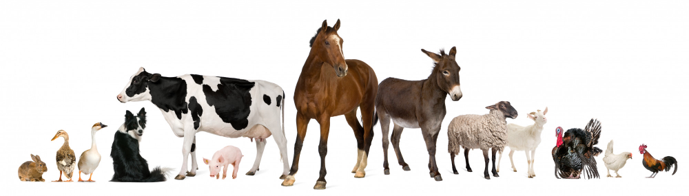 variety-farm-animals-front-white-background