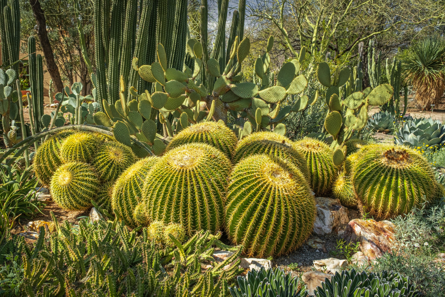 barrel-cactus