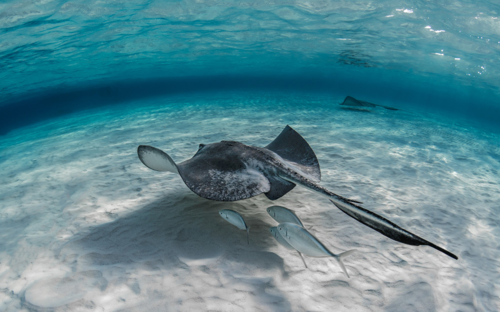closeup-shot-stingray-fish-swimming-underwater-with-some-fish-swimming-it