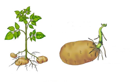 potato (1)